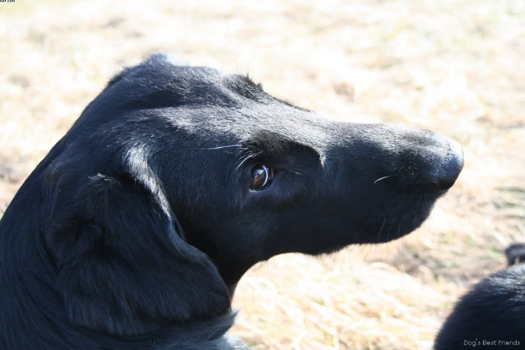 Img 1235939888 442 lg opt