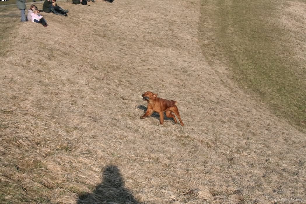 Img 1235939958 572 lg opt