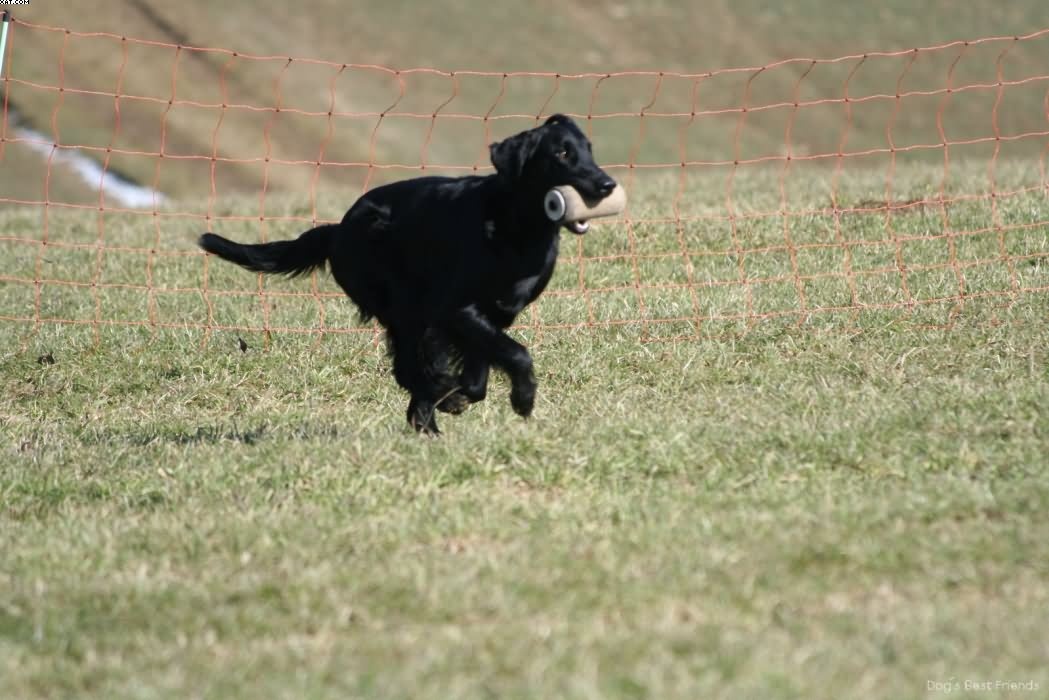 Img 1235941379 672 lg opt