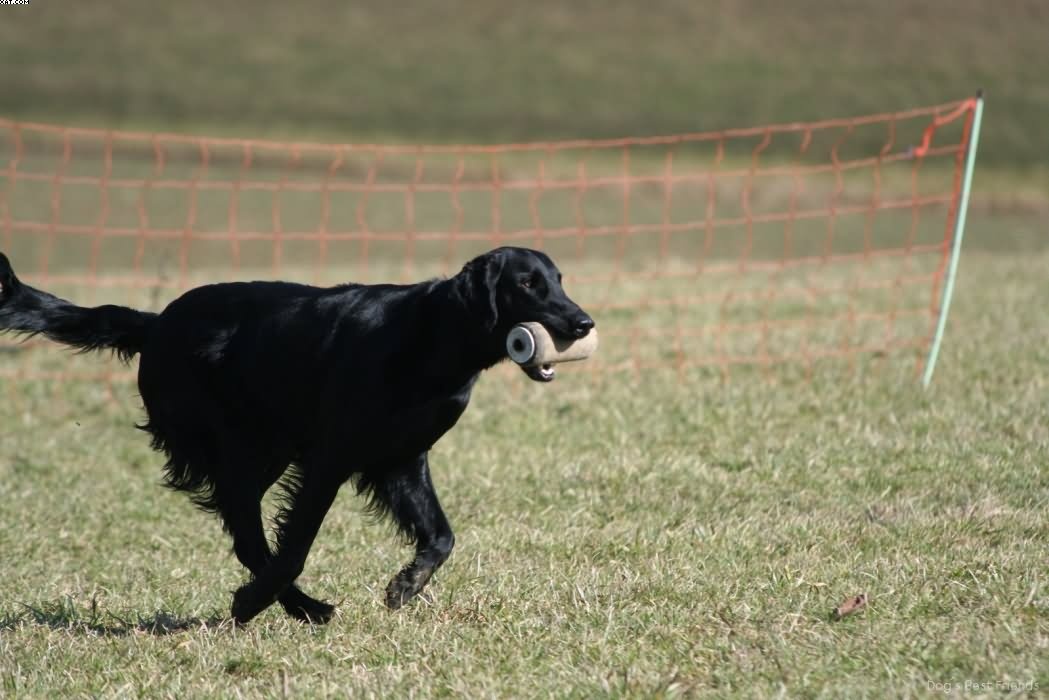 Img 1235941420 719 lg opt