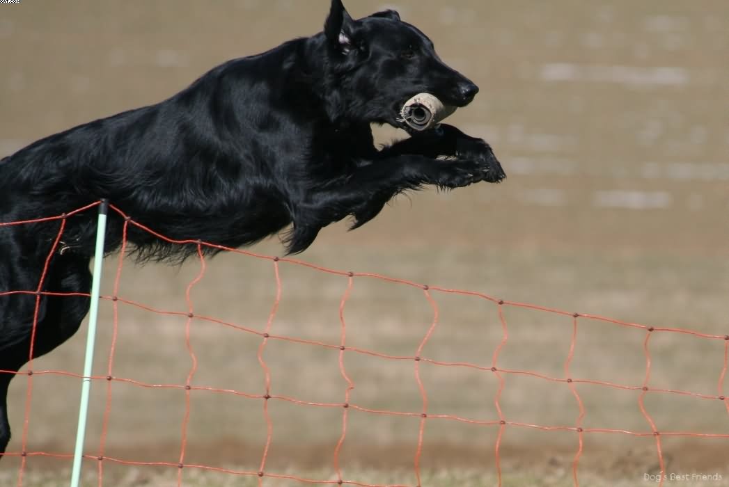 Img 1235941780 623 lg opt