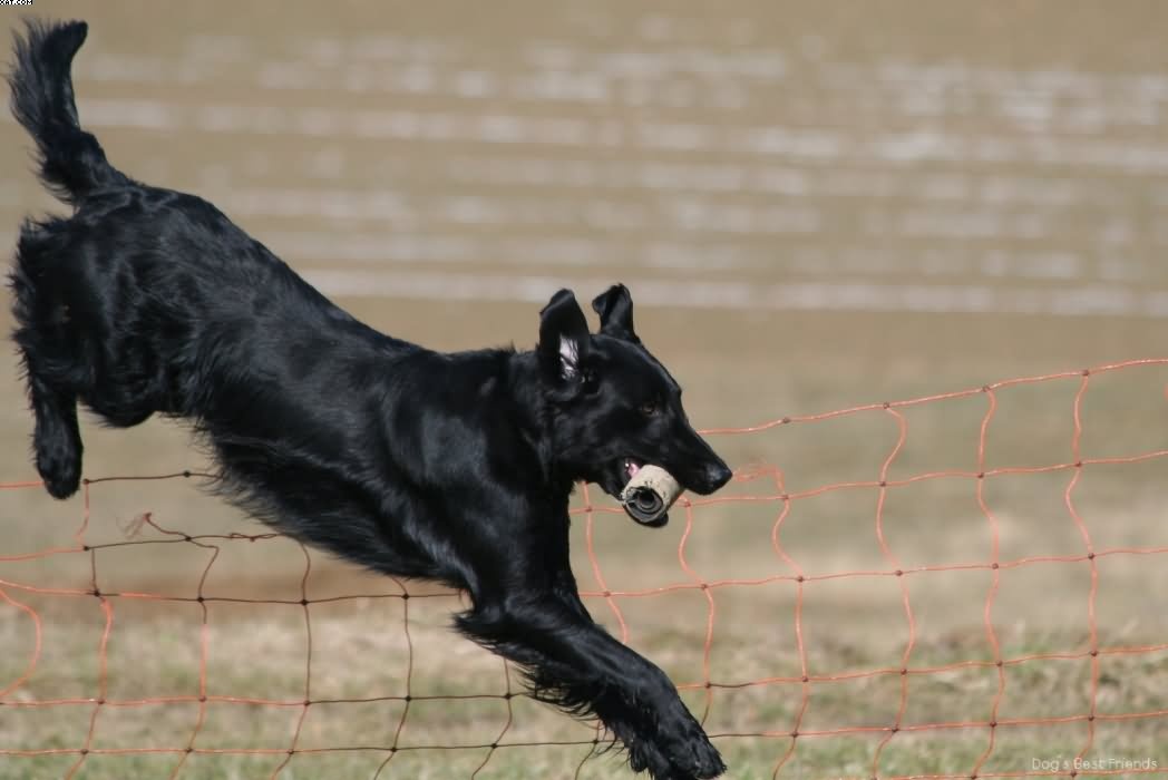 Img 1235941814 914 lg opt