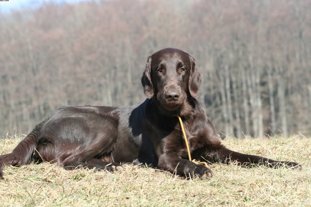 Img 1235942080 210 lg opt