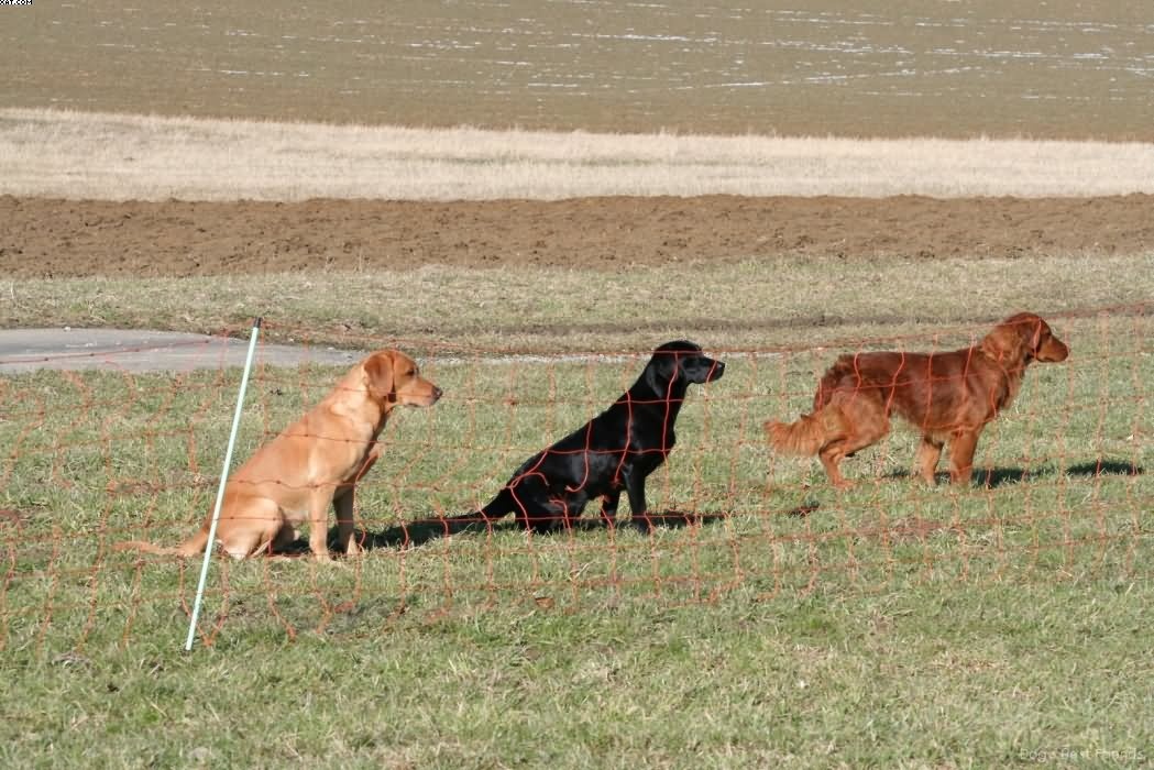 Img 1235942241 351 lg opt