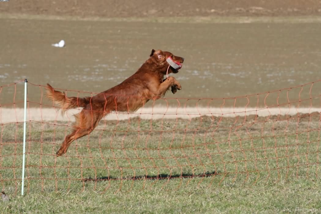 Img 1235942451 185 lg opt