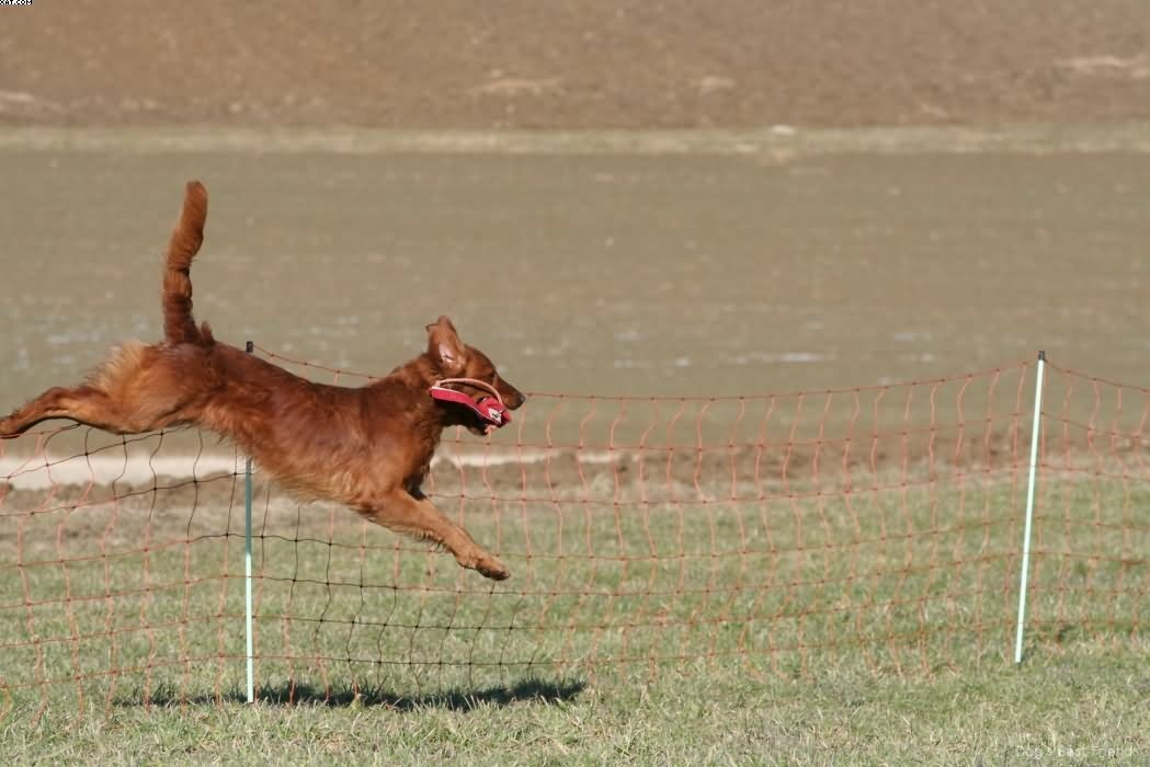 Img 1235942493 756 lg opt