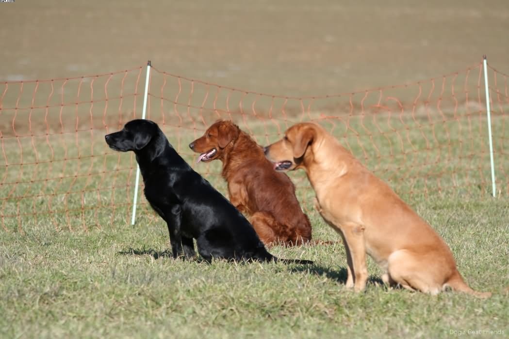 Img 1235942587 421 lg opt