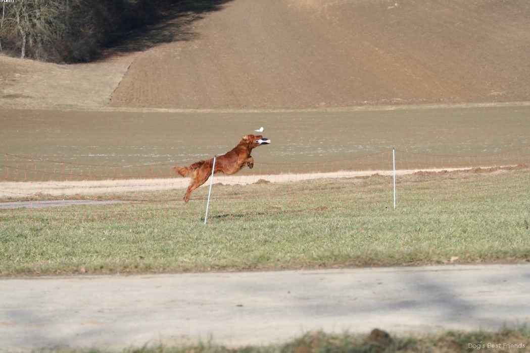 Img 1235942669 502 lg opt