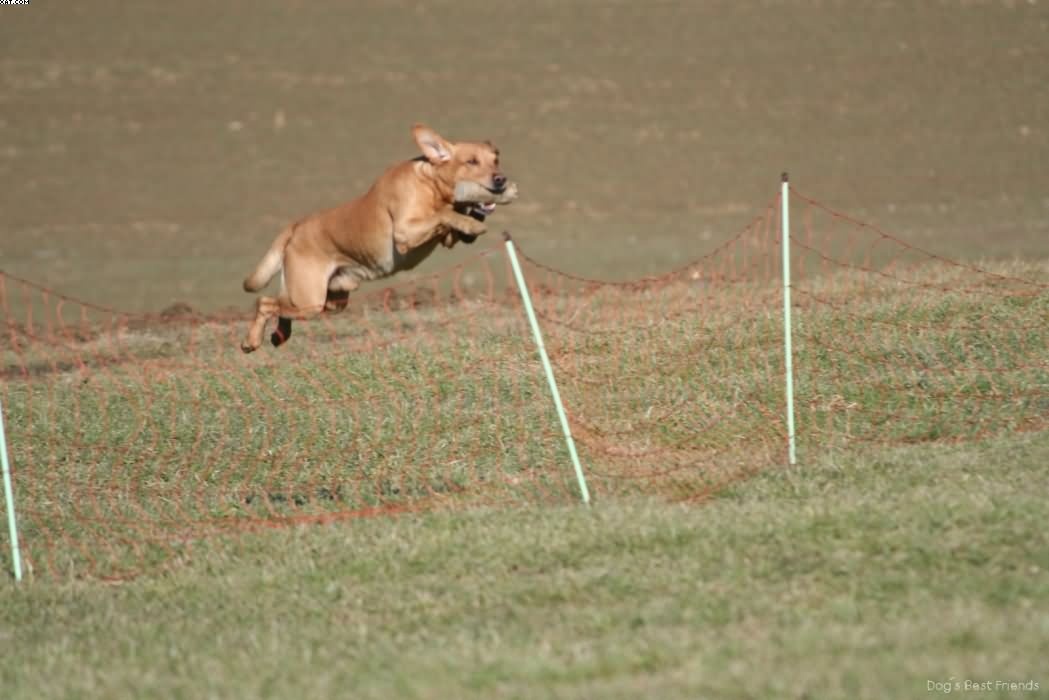 Img 1235942755 236 lg opt