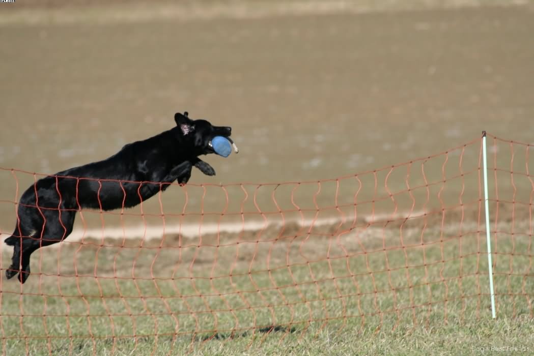 Img 1235942795 466 lg opt