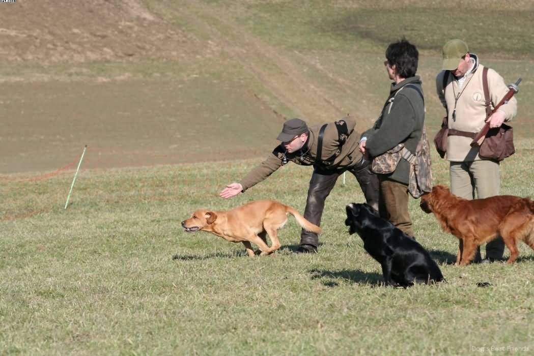 Img 1235942847 911 lg opt