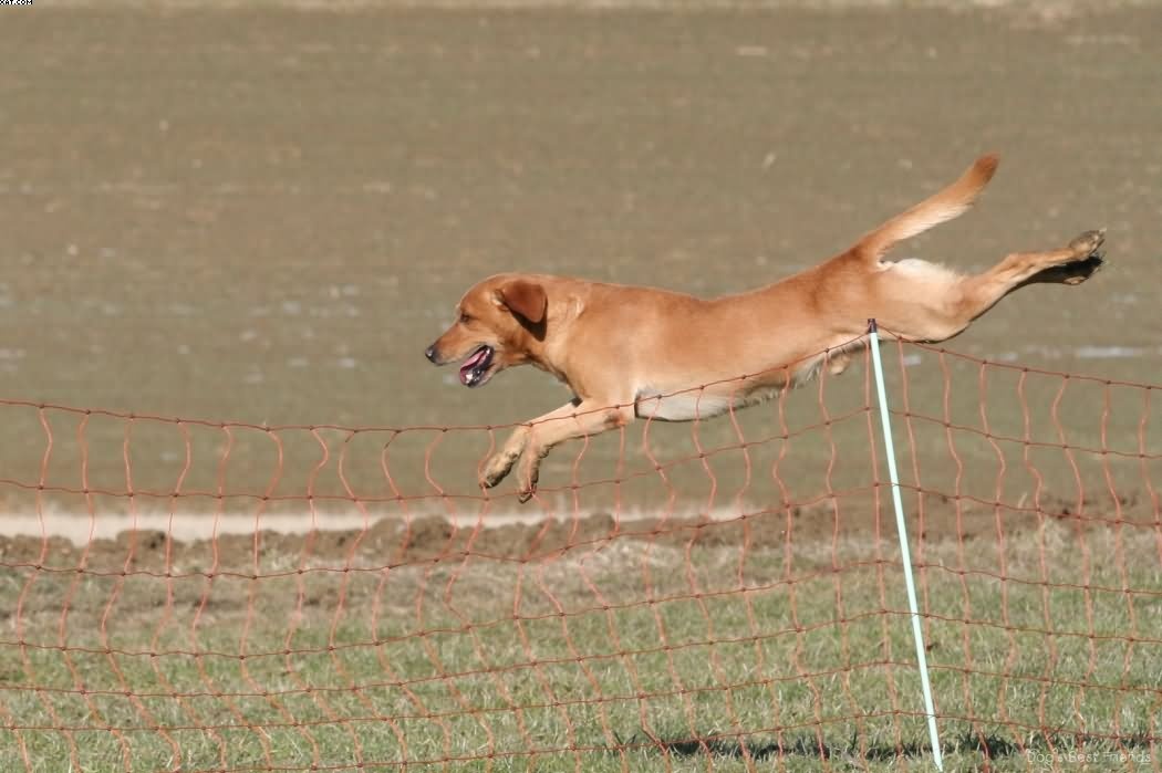 Img 1235942889 217 lg opt