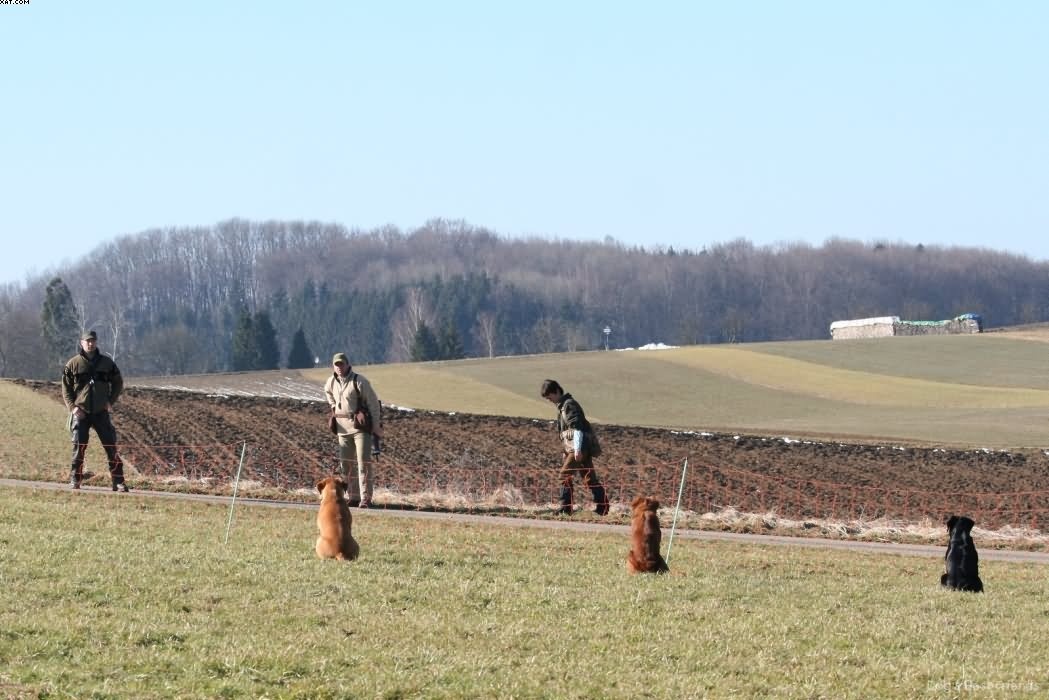 Img 1235942985 803 lg opt