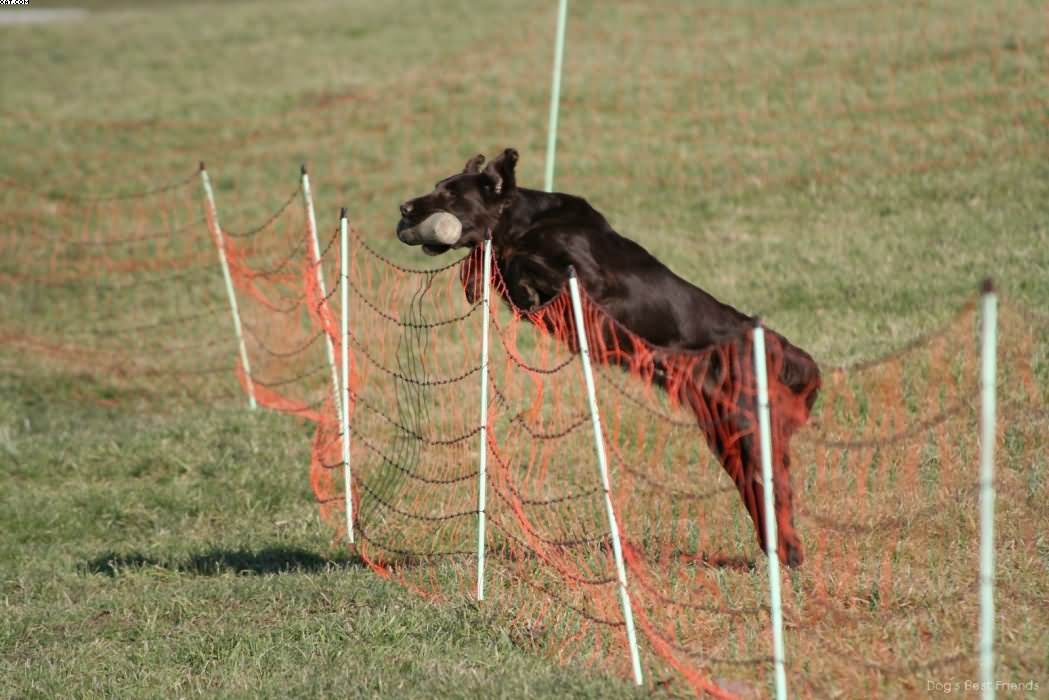 Img 1235943123 353 lg opt