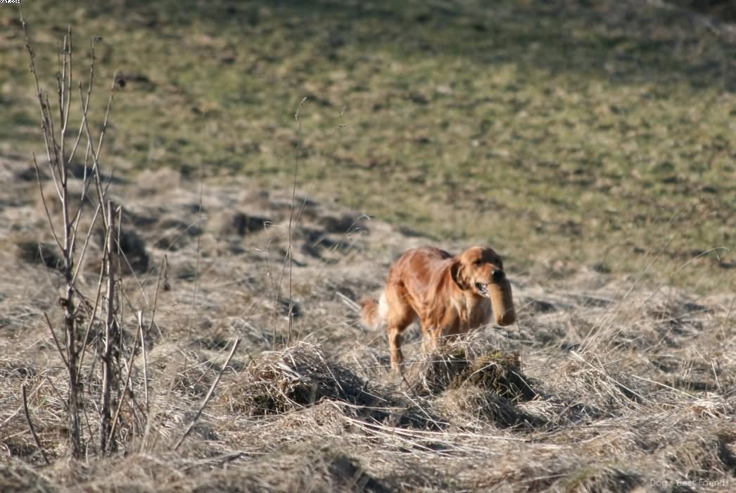 Img 1235943494 845 lg opt