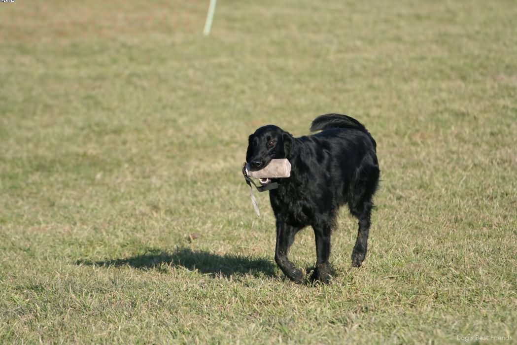 Img 1235943684 59 lg opt