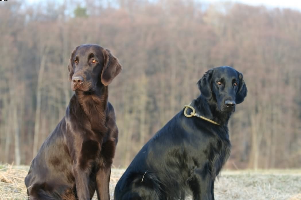 Img 1235943742 52 lg opt