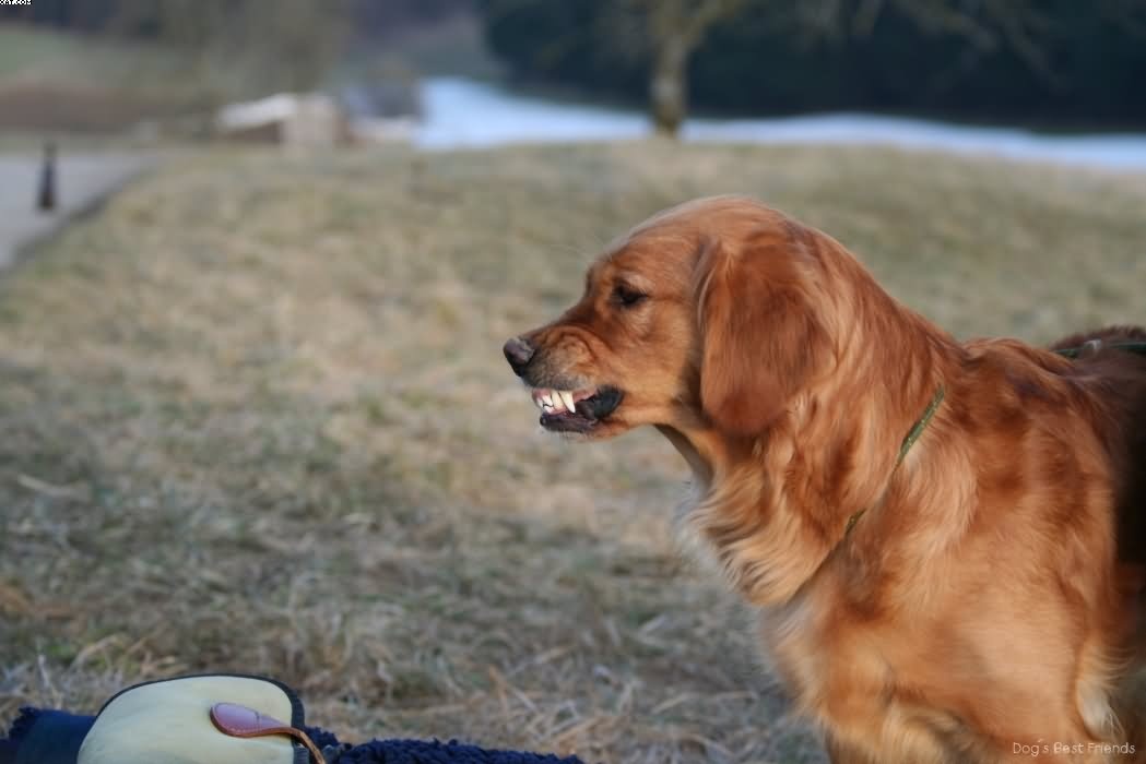 Img 1235943777 639 lg opt