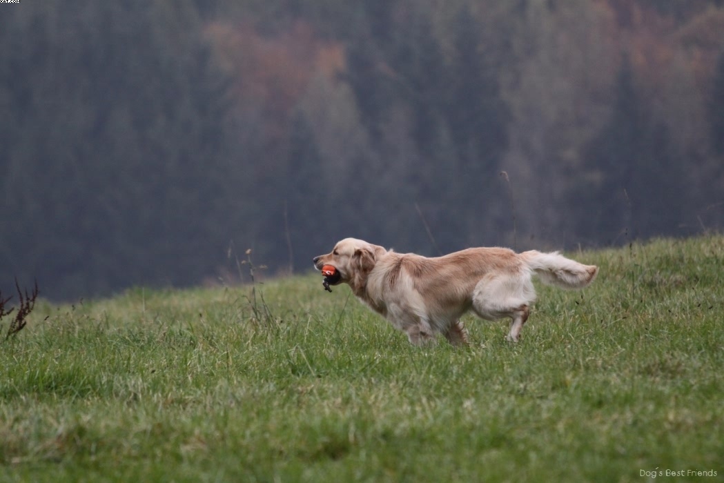 Img 1257423067 368 lg opt