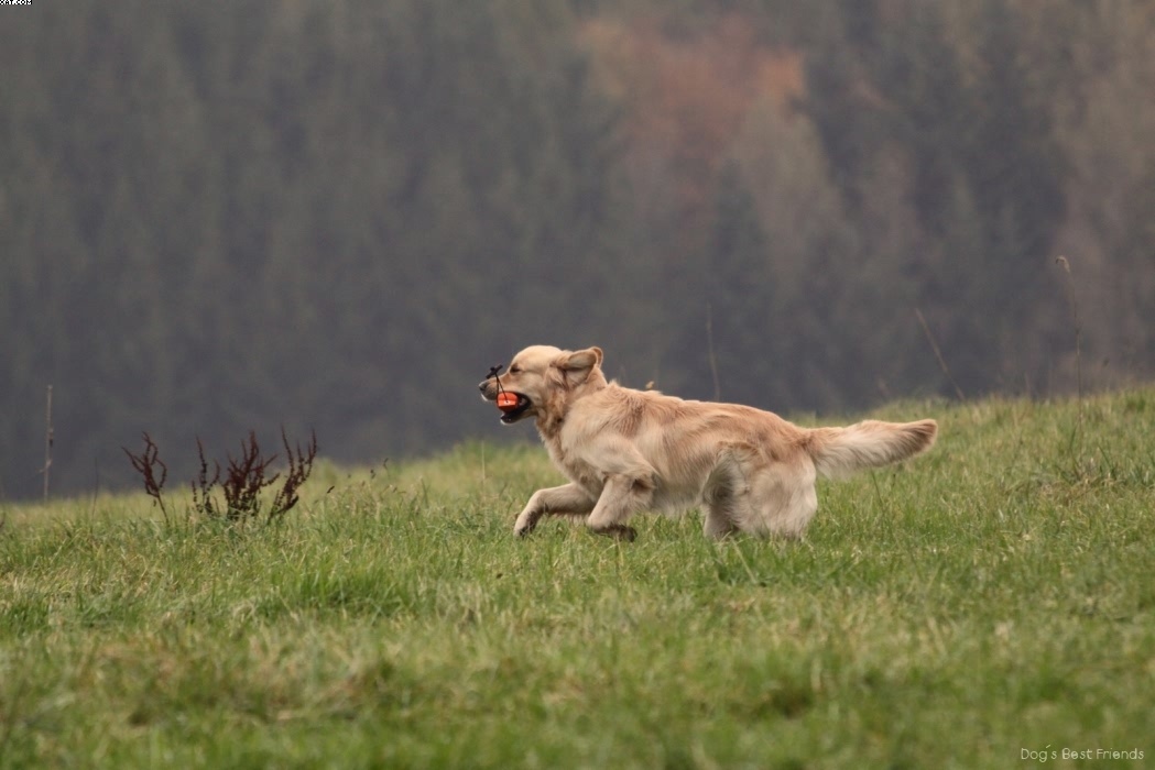 Img 1257423102 532 lg opt