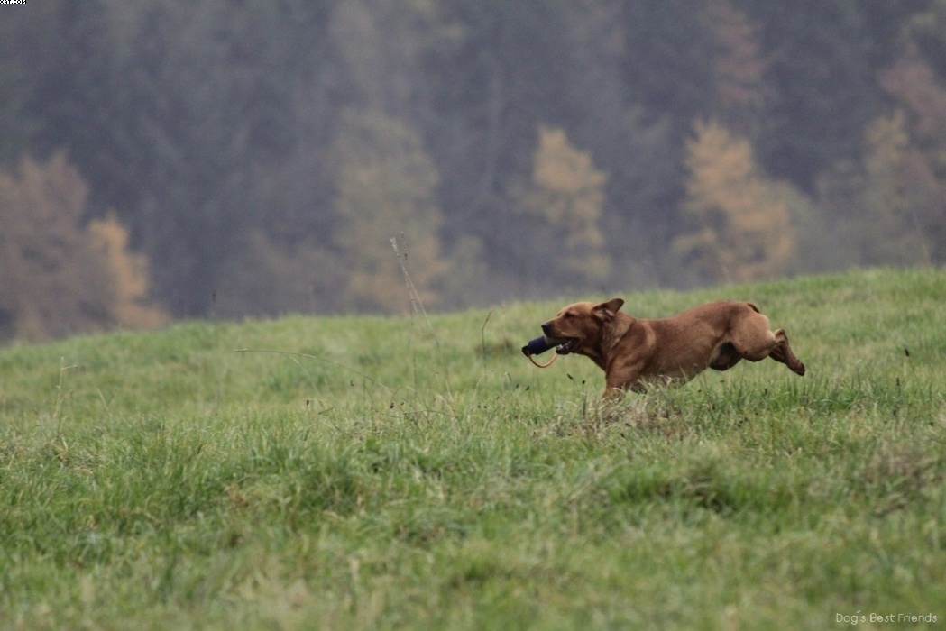 Img 1257423809 513 lg opt