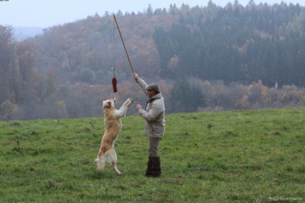 Img 1257424499 929 lg opt