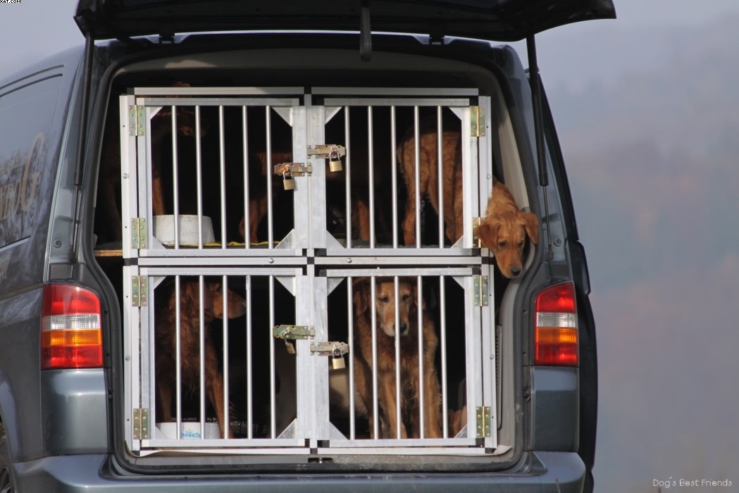 Img 1257441428 420 lg opt