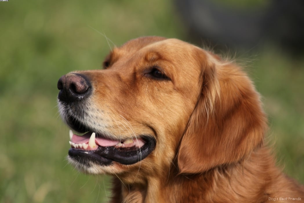 Img 1257442137 795 lg opt