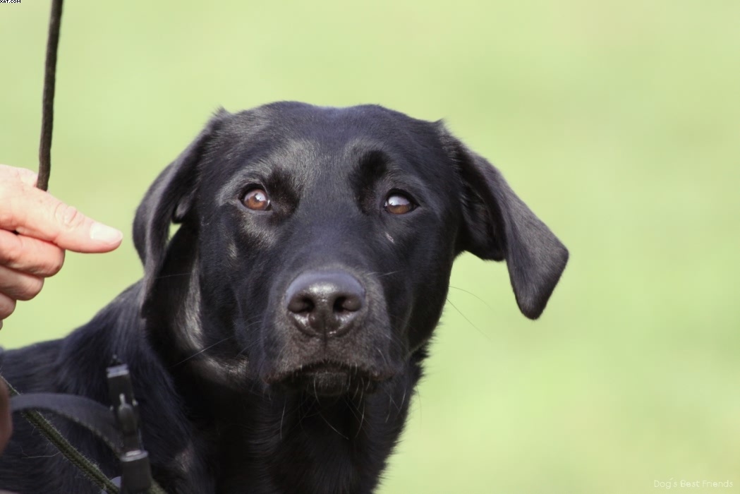 Img 1257442205 461 lg opt