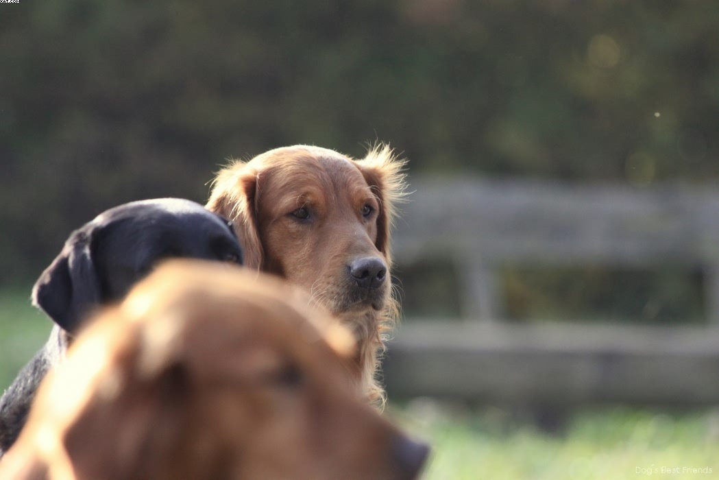 Img 1257442620 515 lg opt