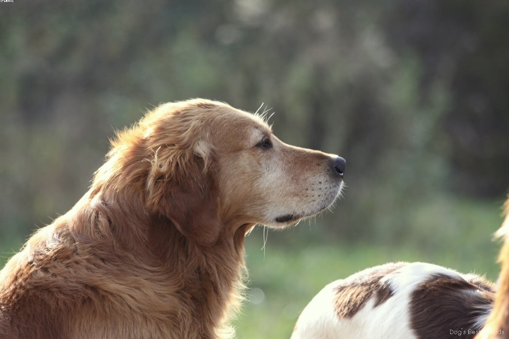 Img 1257442659 243 lg opt