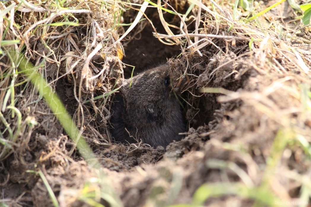 Img 1257443039 54 lg opt