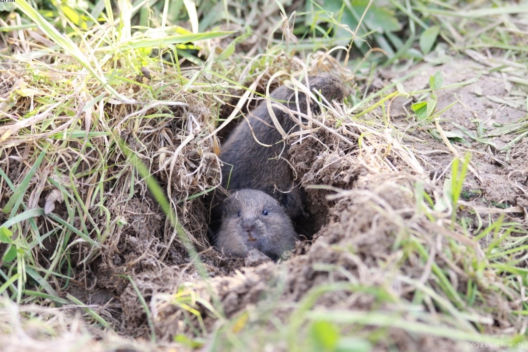 Img 1257443223 137 lg opt