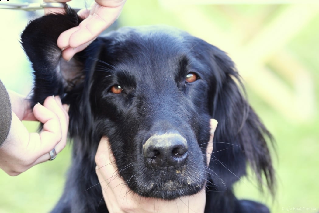 Img 1257443828 30 lg opt