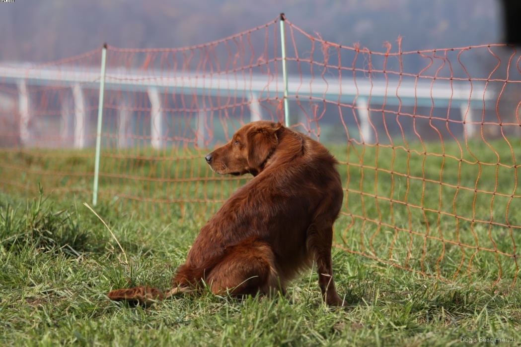 Img 1257446485 238 lg opt