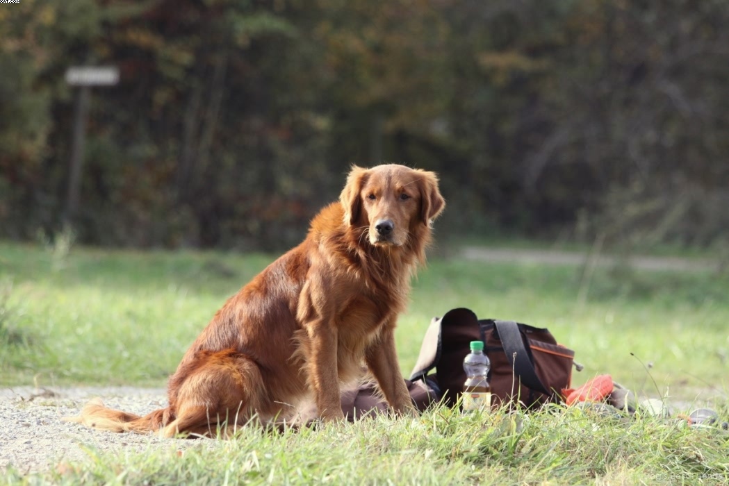 Img 1257446519 346 lg opt