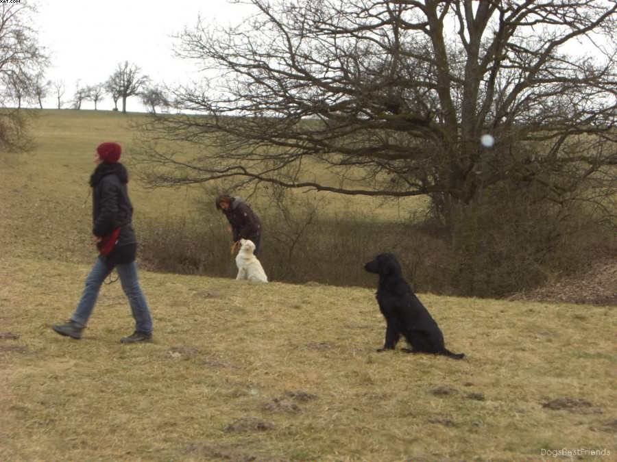 Img 1233513460 394 lg opt