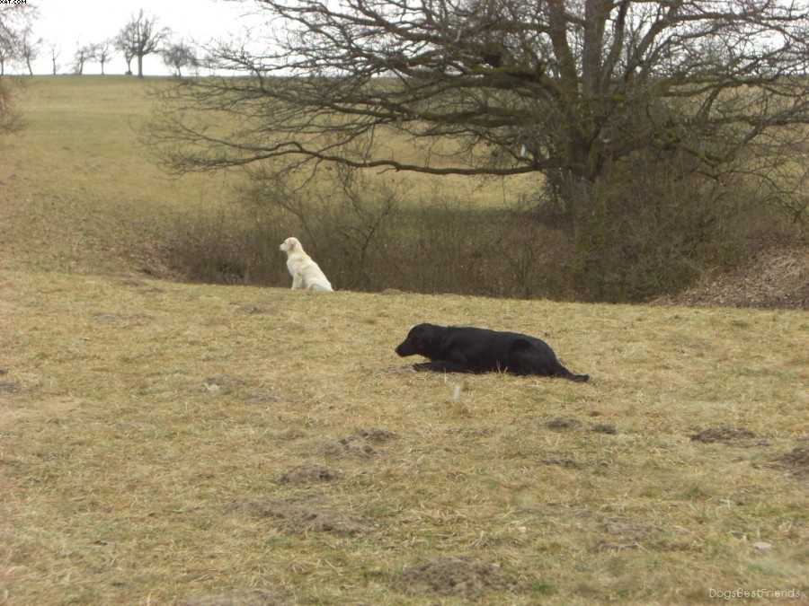 Img 1233513521 169 lg opt