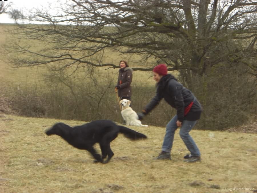 Img 1233513829 648 lg opt