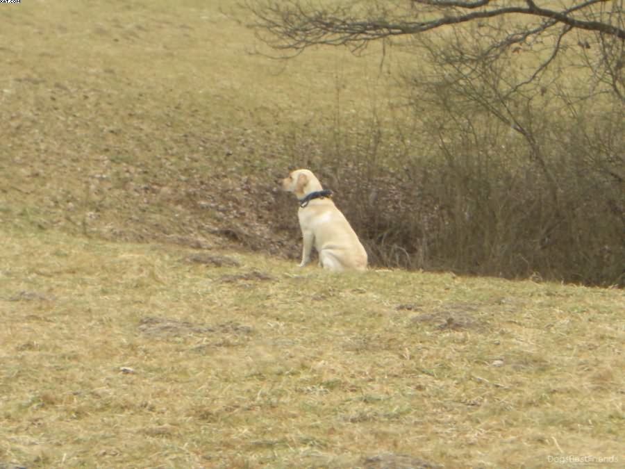 Img 1233513982 515 lg opt