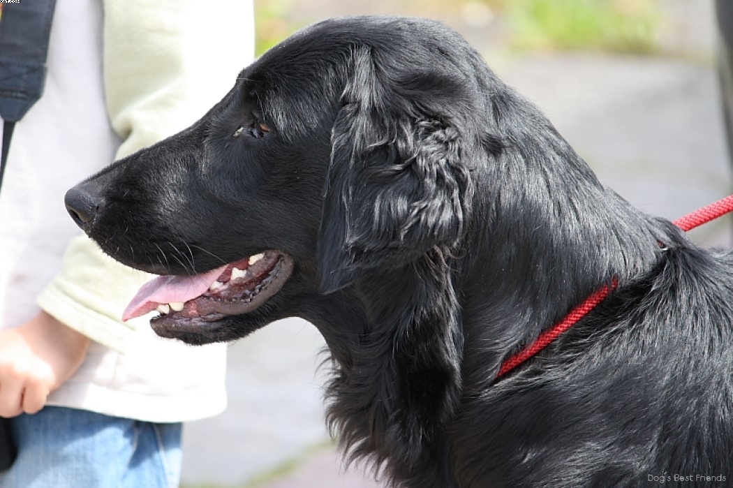 Img 1242901721 850 lg opt