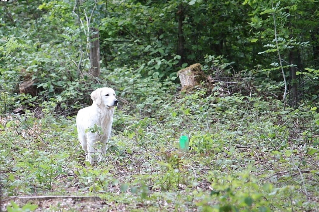 Img 1242903767 391 lg opt