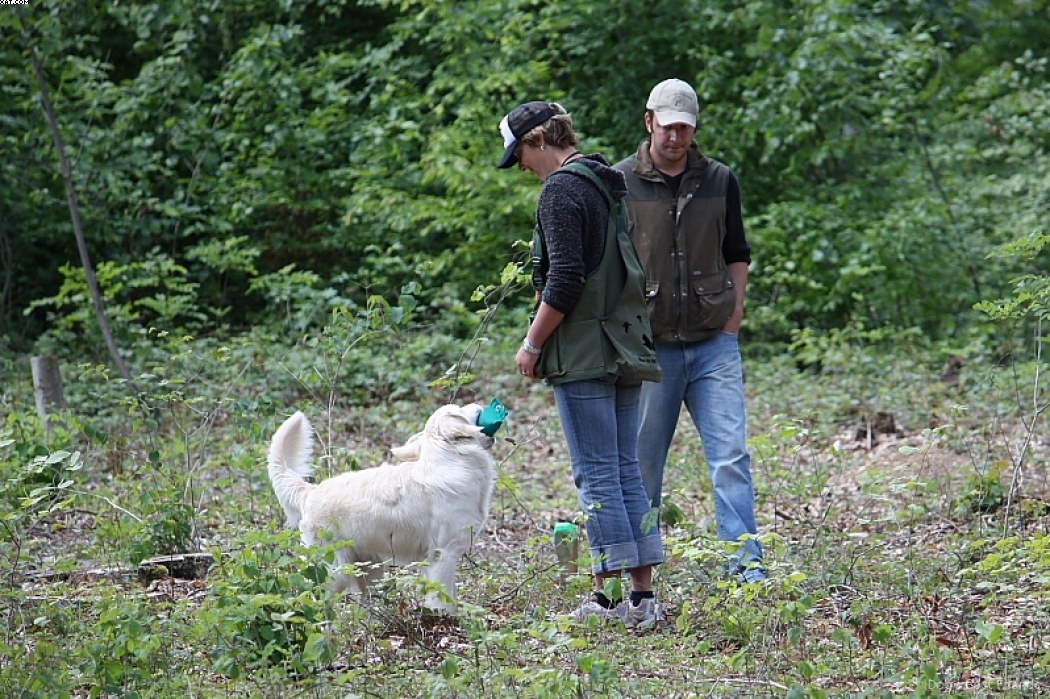 Img 1242903860 967 lg opt