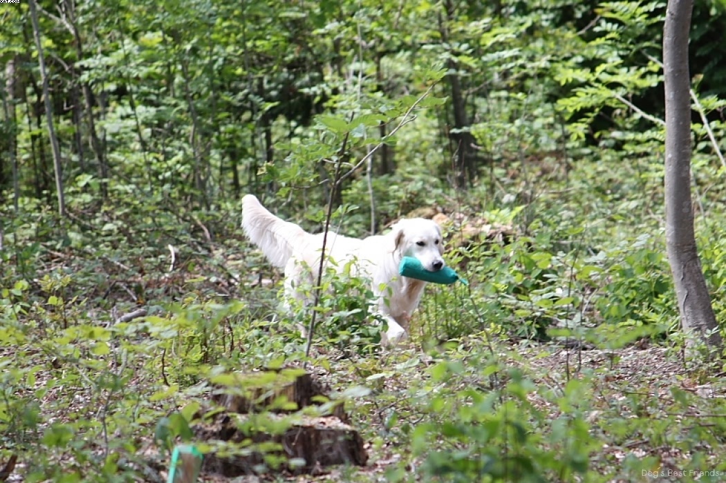 Img 1242903901 790 lg opt