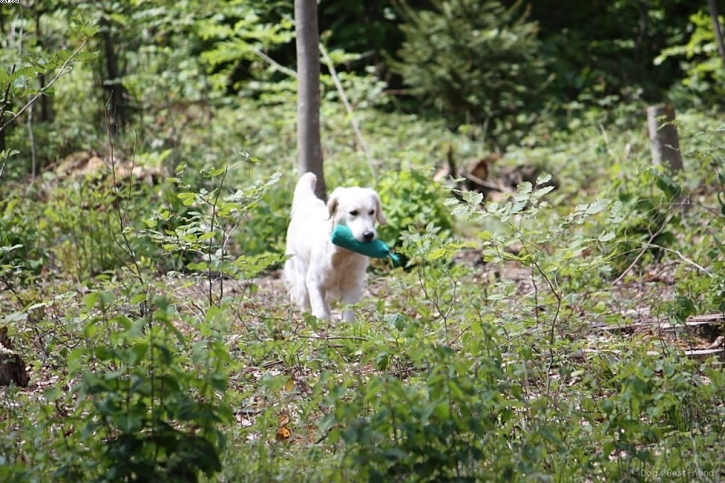 Img 1242903941 312 lg opt