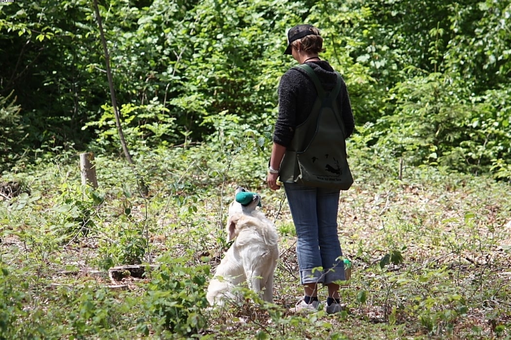 Img 1242903989 153 lg opt