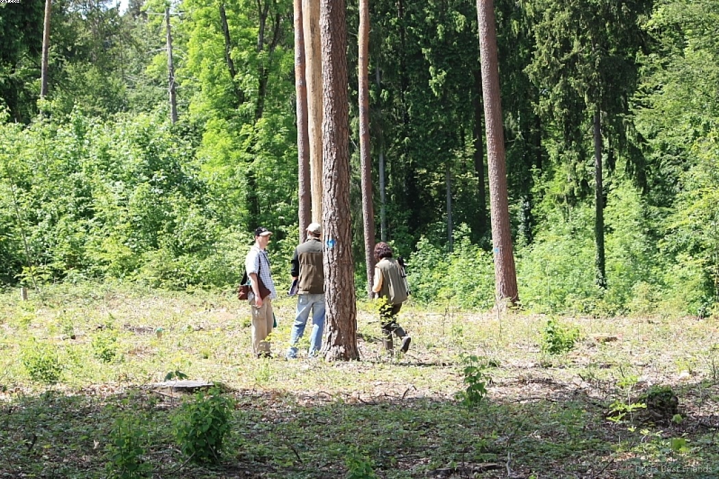 Img 1242904041 561 lg opt