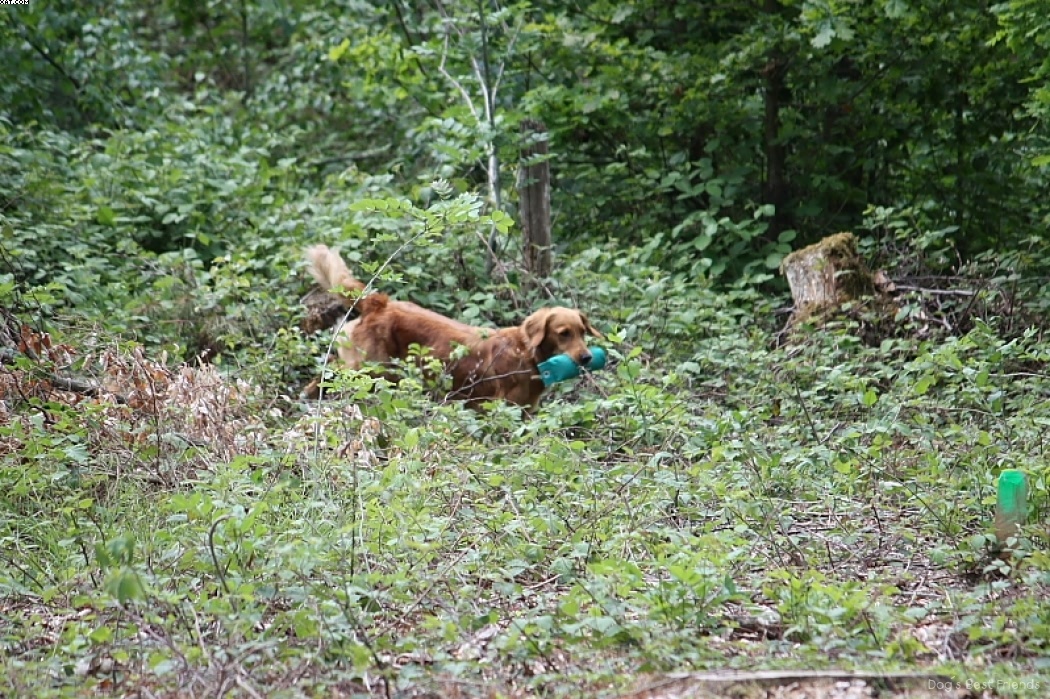 Img 1242905550 523 lg opt