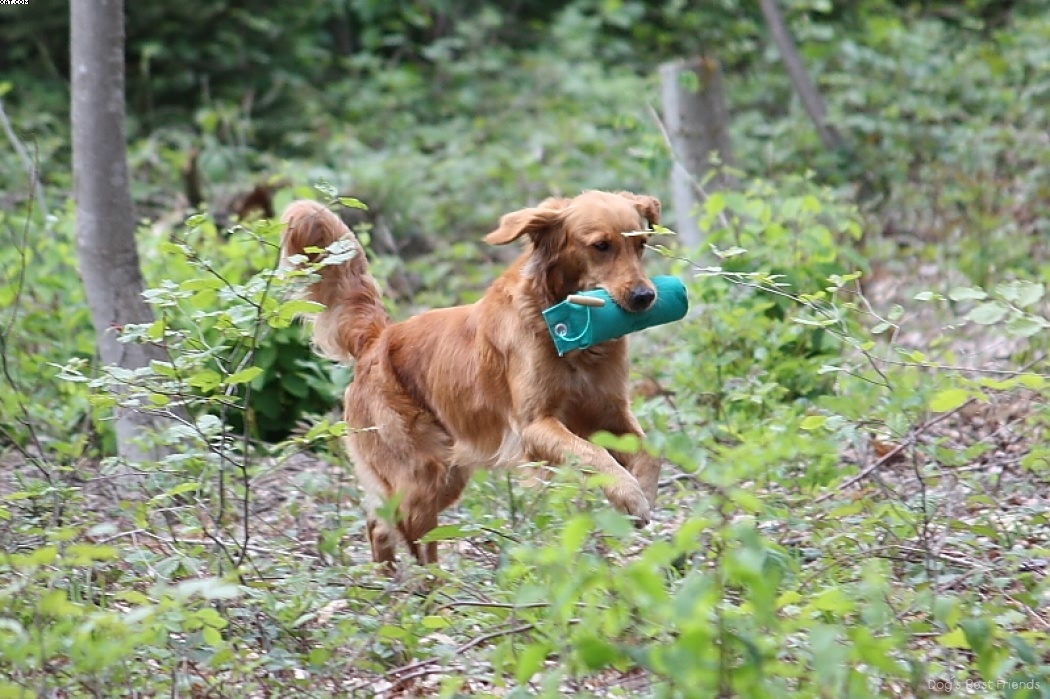 Img 1242905797 553 lg opt