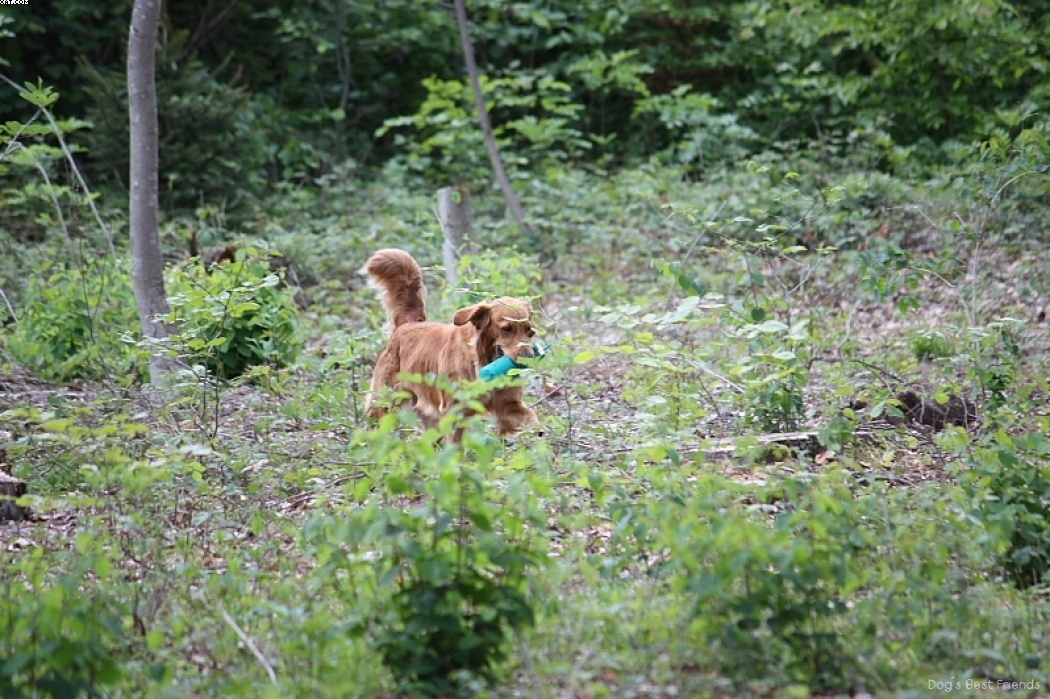 Img 1242906107 110 lg opt